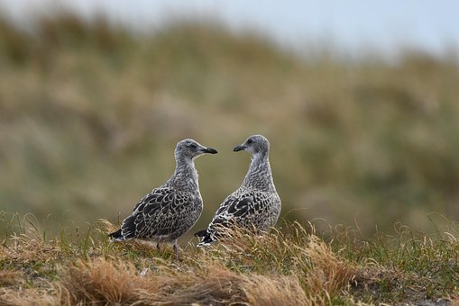 Free Herring Gull Gull photo and picture