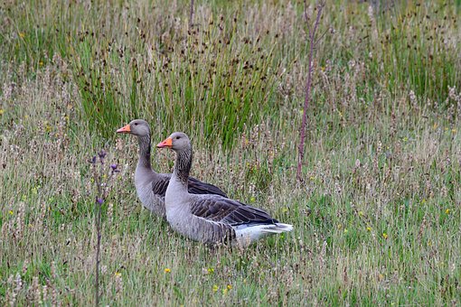 Free Wild Goose Goose photo and picture