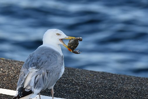 Free Gray-Backed Gull Gull photo and picture