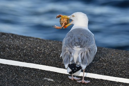 Free Gray-Backed Gull Gull photo and picture