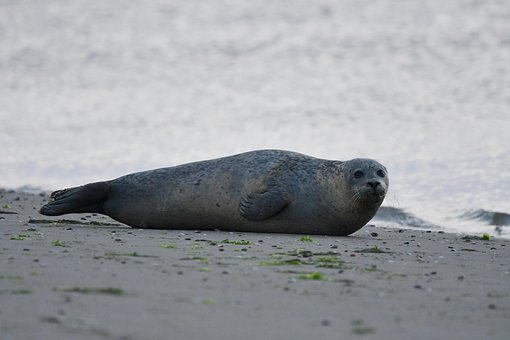 Free Seal Mammal photo and picture