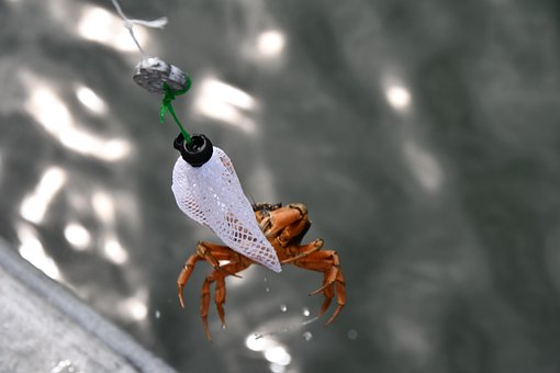 Krab, Vangst, Krab Vissen