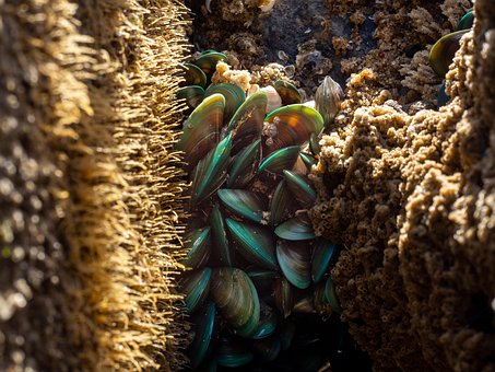 Miesmuscheln, Grüne Muscheln, Muschel