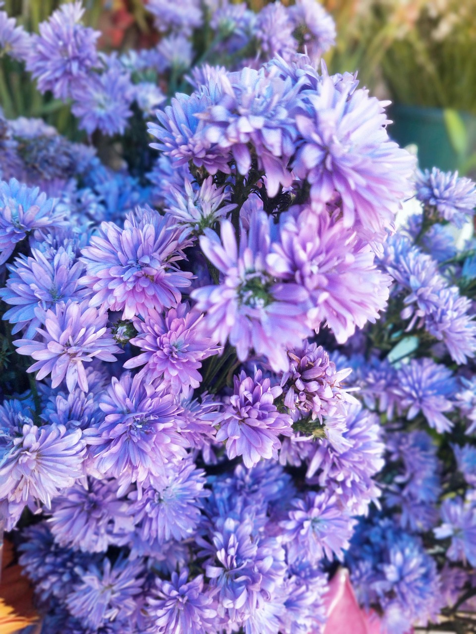 Fleurs Bloom Fleurir - Photo gratuite sur Pixabay - Pixabay
