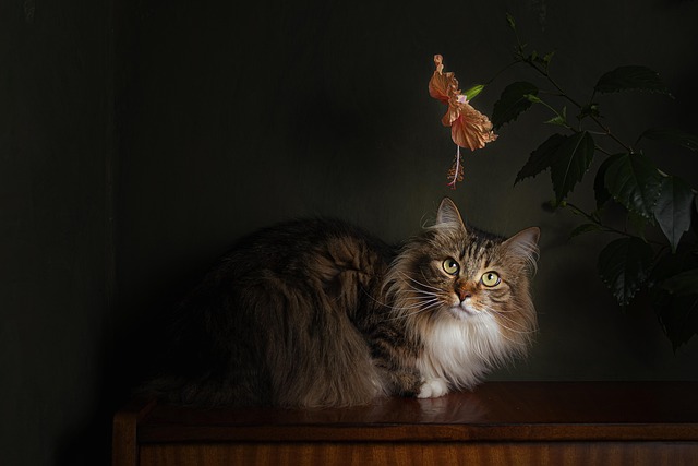 Free Cat Floral Background photo and picture
