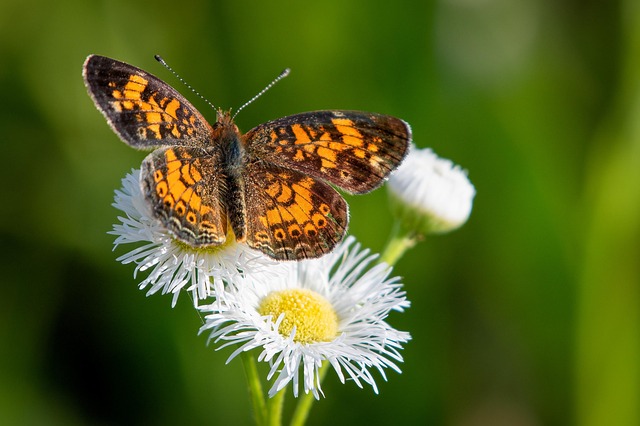 Insekt, Entomologie, Schöne Blumen