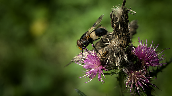 Biene, Wespe, Distel, Hummel, Insekt