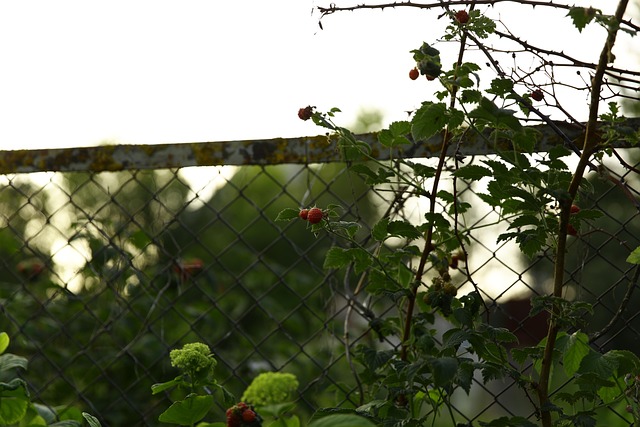 Free Hedge Nature photo and picture