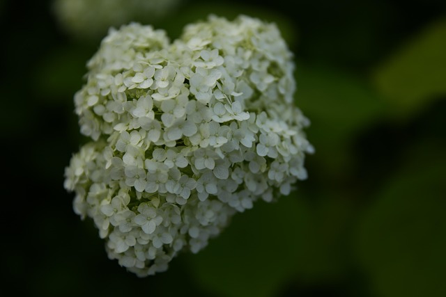 Free Flowers Hydrangea photo and picture