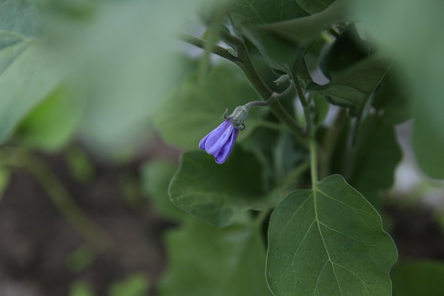 Free Nature Vegetable Garden photo and picture