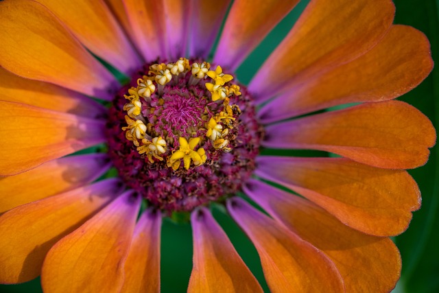 Blume, Frühling, Zinnie, Makro, Pflanze