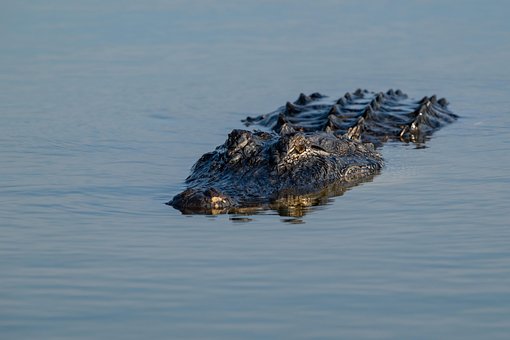 Animale, Alligatore, Rettile, Lago