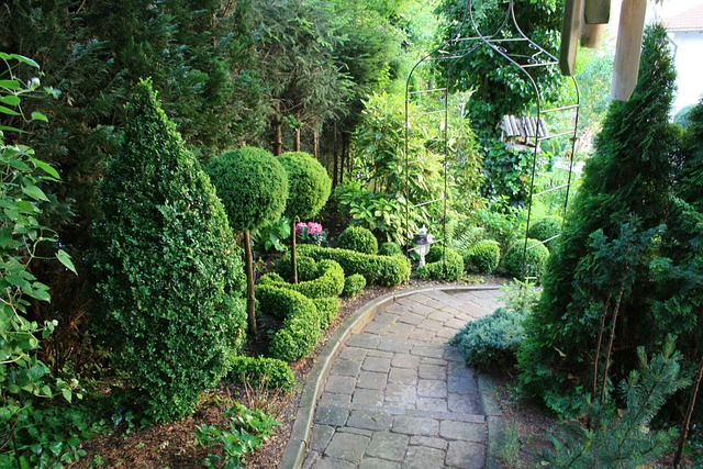 Free Boxwood Topiary photo and picture