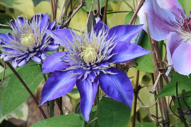 Free C Clematis photo and picture