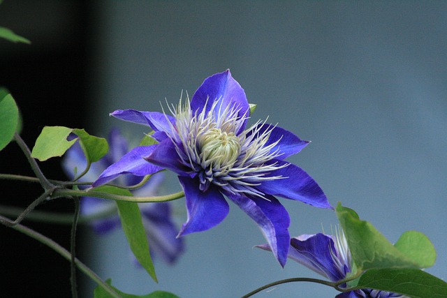Free Clematis Flower Clematis photo and picture