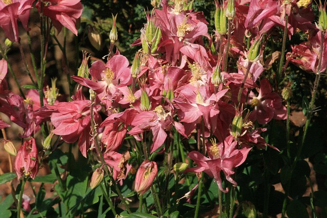 Free Flower Nature photo and picture