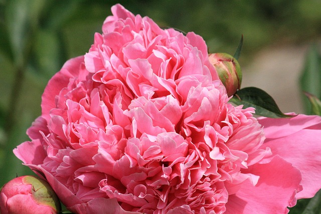 Free Peonie Peony photo and picture