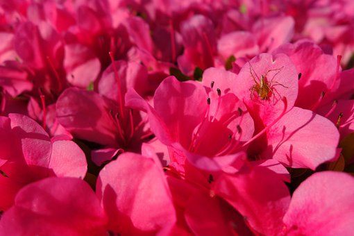 Blomst, Plant, Flora, Satsuki