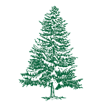 Free Fir Christmas illustration and picture