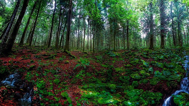Bosque, Árbol, Roca, Musgo, Naturaleza