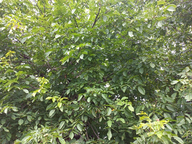 Verão, Verdes, Noz, Árvores, Folhagem