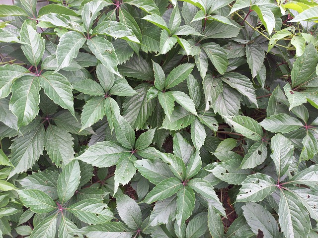 Hera, Arbusto, Encaracolado, Folhas