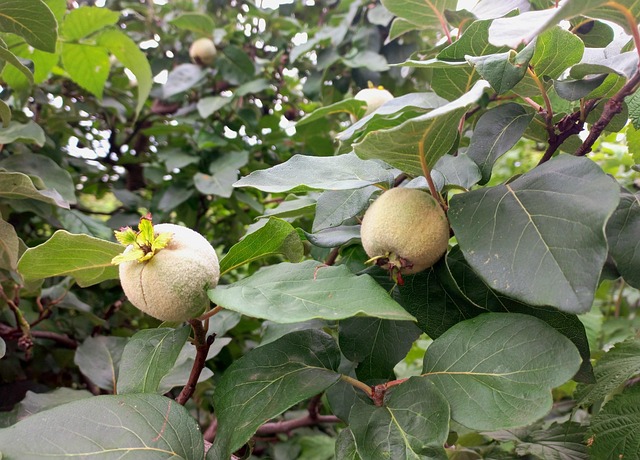 Marmelo, Fruta, Amadurece, Folhas