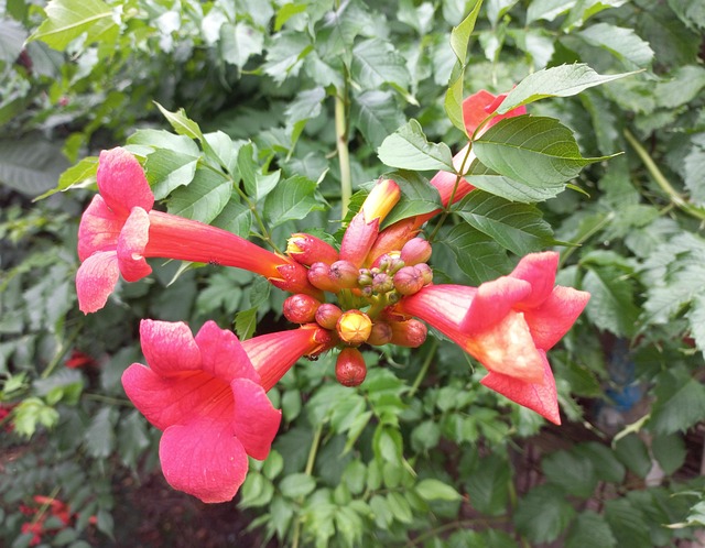 Arbusto, Encaracolado, Verão, Flor