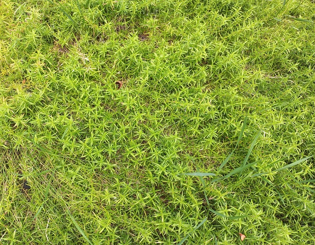 Verão, Grama, Gramado, Manhã, Verdes