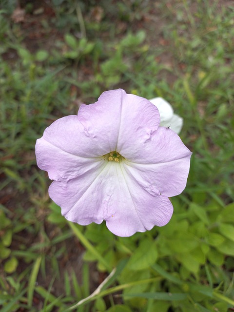 Flor, Petunia, El Verano, Mes De Julio