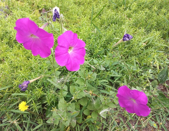 Verão, Julho, Flores, Dente De Leão