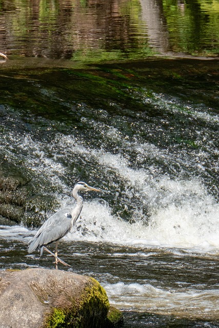 Free Heron River photo and picture