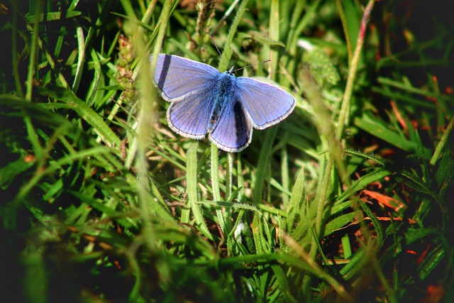 Mariposa, Ícaro Azul, Insecto, Alas