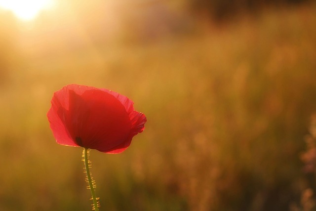 Flor, Amapola, Pétalos, Atardecer, Flora