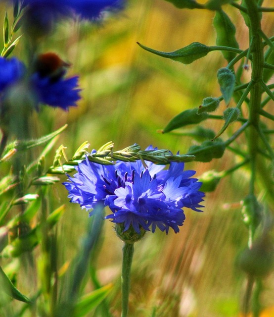 Florecimiento De Maíz, Azul, Naturaleza