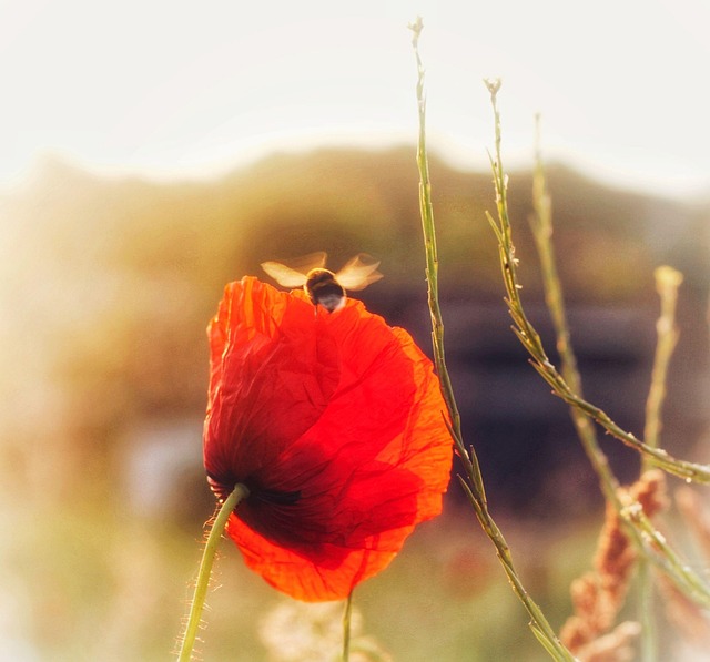 Amapola, Abejorro, Naturaleza, Flor