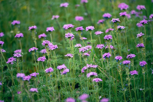 Blumen, Blüte, Feld, Wiese, Frühling