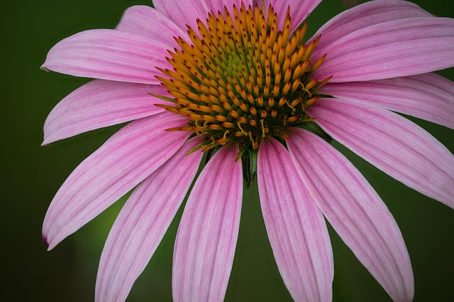 Blume, Sonnenhut, Blüte, Frühling, Flora