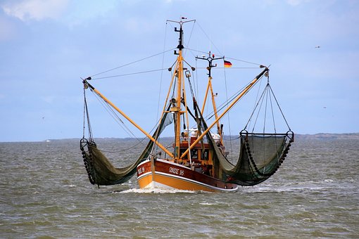 Krabbeskærer, Nordsøen, Vadehav, Kyst