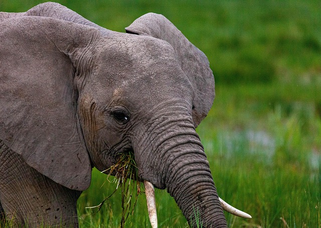 Free Elephant Safari photo and picture