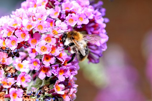 Free Bumblebee Insect photo and picture