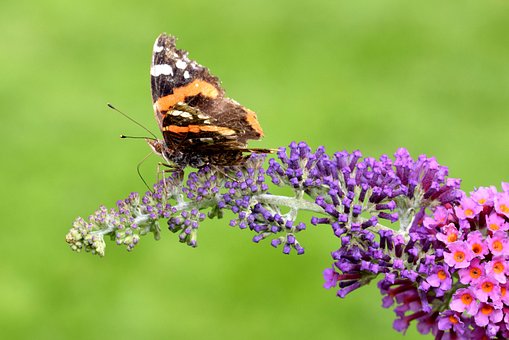 Free Butterfly Admiral photo and picture