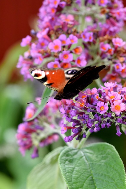 Free Butterfly Admiral photo and picture