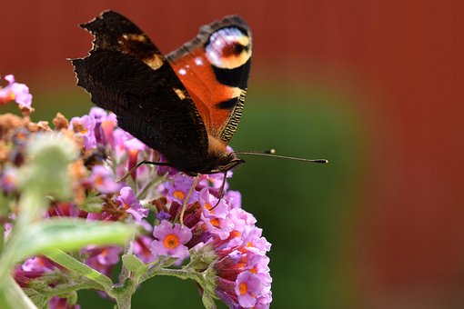 Free Butterfly Admiral photo and picture