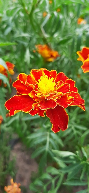 Marigold Red Flowers - Free photo on Pixabay - Pixabay