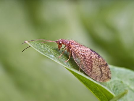 Insekt, Braune Florfliegen, Hemerobiidae