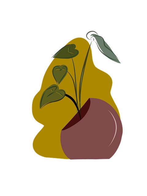 Aroid, Plantas De Interior, Planta