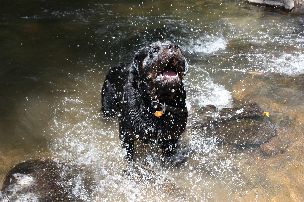 Rottweiler River Water - Free photo on Pixabay - Pixabay