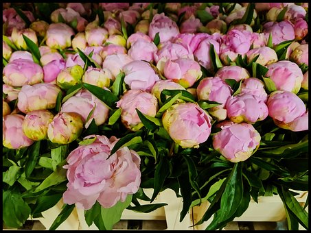 Blomster, Lyserød, Pæon, Pæon Rose