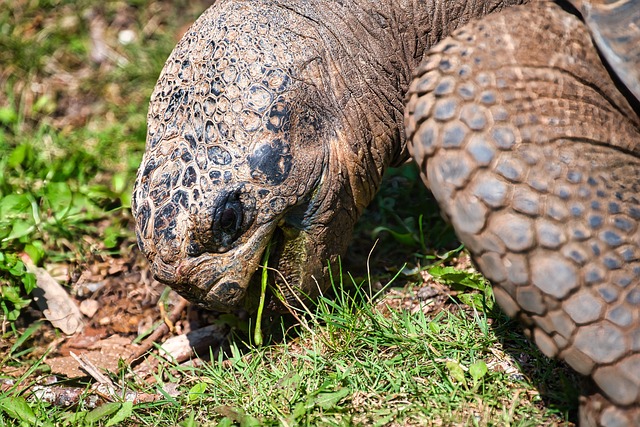 Free Tortoise Giant Tortoise photo and picture